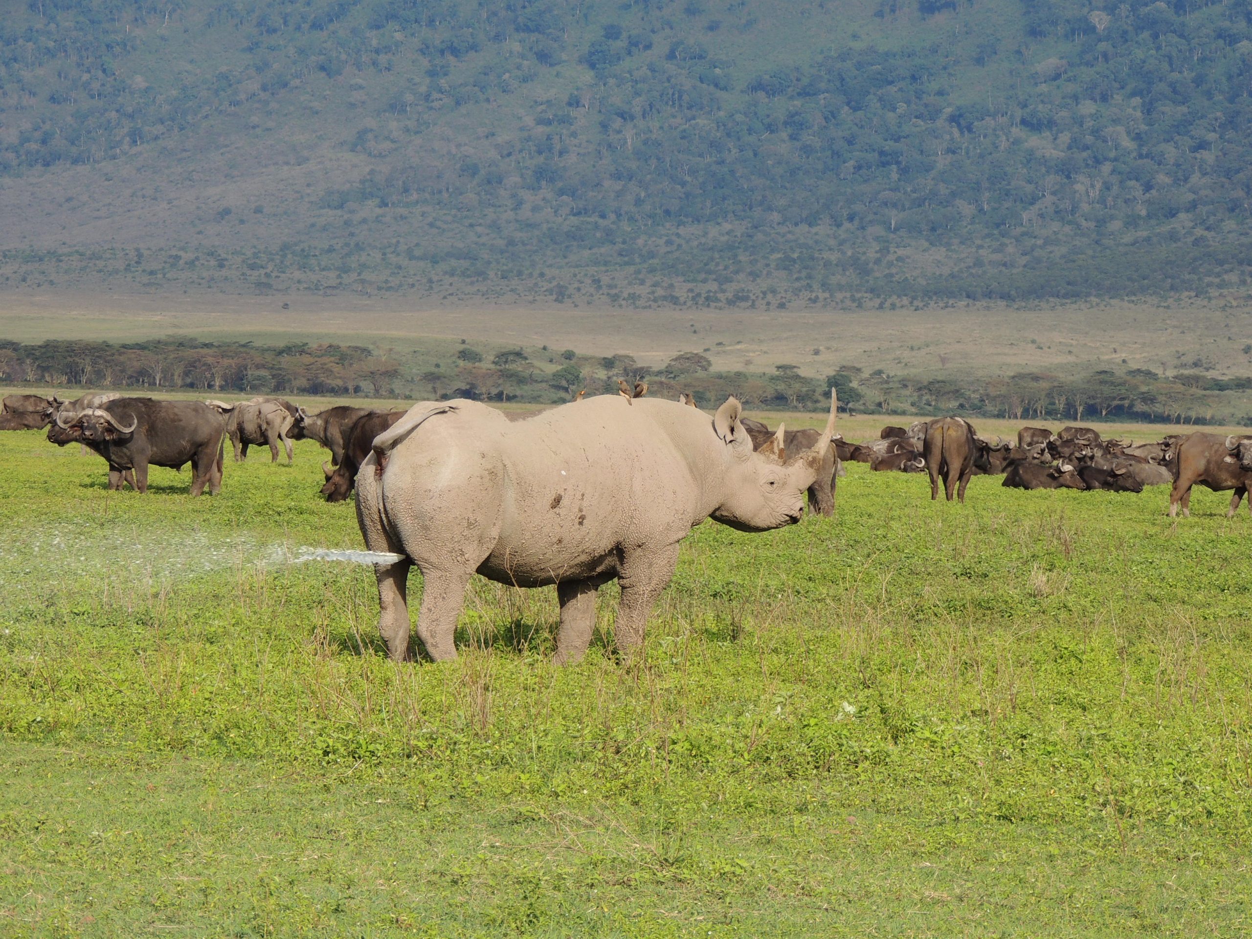 3 Days Tanzania Northern ~ African Mangu Safaris