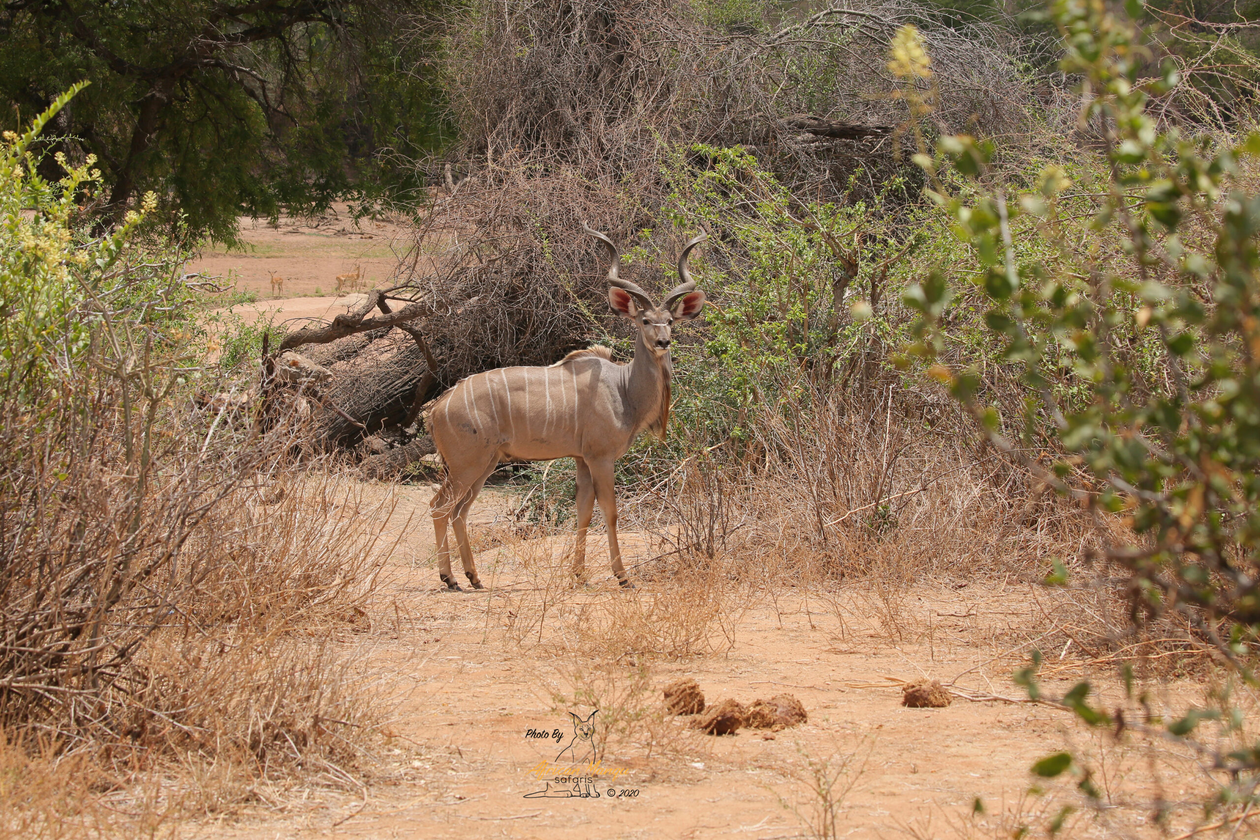 7 Days Ruaha Special -Southern Circuit Extension. ~ African Mangu Safaris