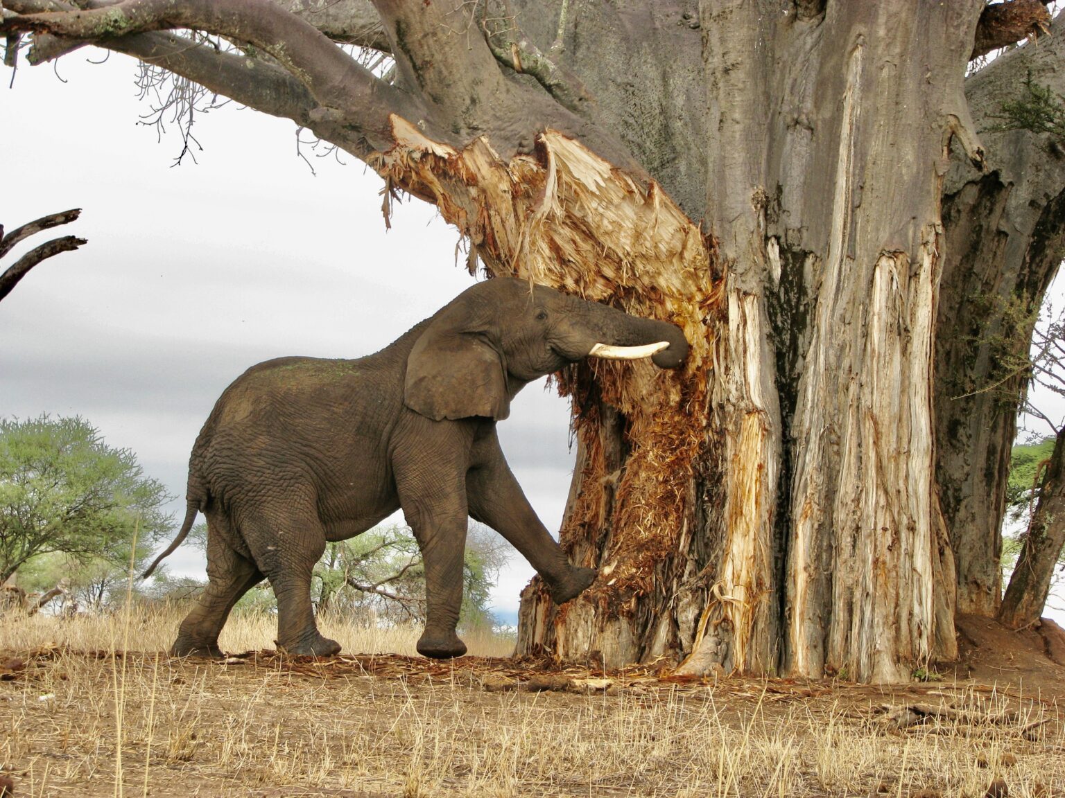 Tarangire National Park African Mangu Safaris